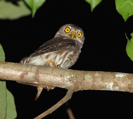 Amazonian Pygmy Owl &copy; <a href="//commons.wikimedia.org/wiki/User:Hector_Bottai" title="User:Hector Bottai">Hector Bottai</a>