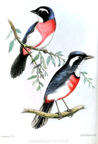 Rose-breasted Chat &copy; John Jennens