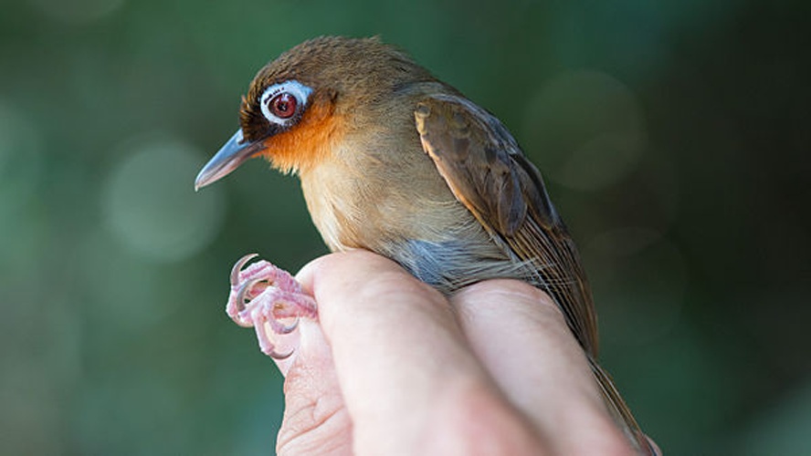 Rufous-throated Antbird &copy; Simon Speich, <a rel="nofollow" class="external text" href="http://www.speich.net">www.speich.net</a>
