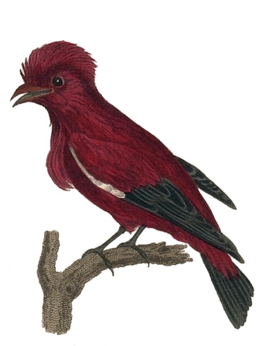 Crimson Fruitcrow © <span lang="en">Unknown</span>
