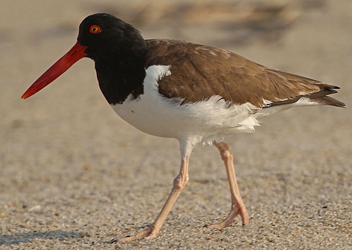 American Oystercatcher &copy; <a rel="nofollow" class="external text" href="https://www.flickr.com/people/8048027@N05">Bear Golden Retriever</a> from auburn,ny, usa