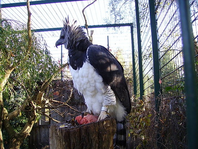 Harpia harpyja © <a href="//commons.wikimedia.org/wiki/User:Dellex" title="User:Dellex">Dellex</a>