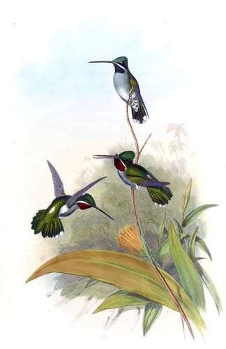 Long-billed Starthroat © 