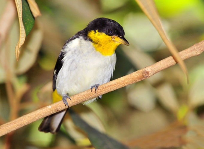 Yellow-backed Tanager © Gustavo Magnago