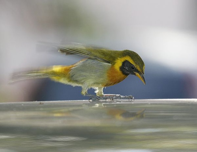 Guira Tanager © <a rel="nofollow" class="external text" href="https://www.flickr.com/photos/88284858@N00">Wagner Machado Carlos Lemes</a> from Goiânia, Brazil