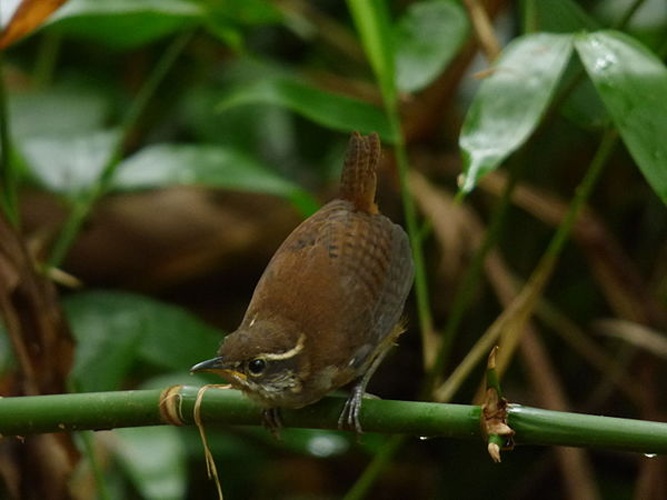 White-breasted Wood Wren &copy; <a rel="nofollow" class="external text" href="https://www.flickr.com/people/52346729@N04">Alejandro  Bayer Tamayo</a> from Armenia, Colombia