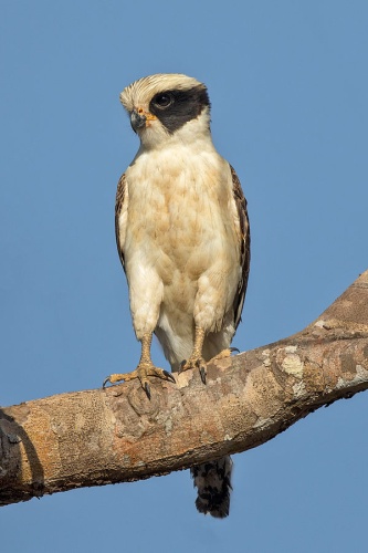 Laughing Falcon &copy; <a rel="nofollow" class="external text" href="http://photo-natur.de">Andreas Trepte</a>