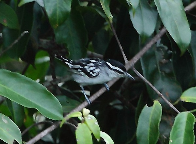 Spot-backed Antwren &copy; <a href="//commons.wikimedia.org/wiki/User:Hector_Bottai" title="User:Hector Bottai">Hector Bottai</a>