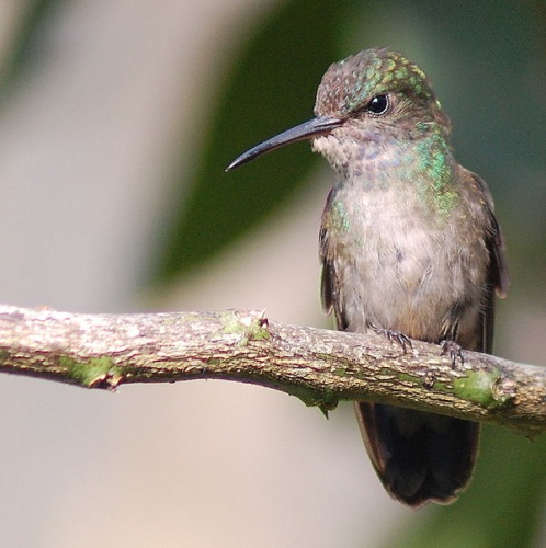 White-chinned Sapphire © <a rel="nofollow" class="external text" href="https://www.flickr.com/people/10786455@N00">Dario Sanches</a> from São Paulo, Brasil