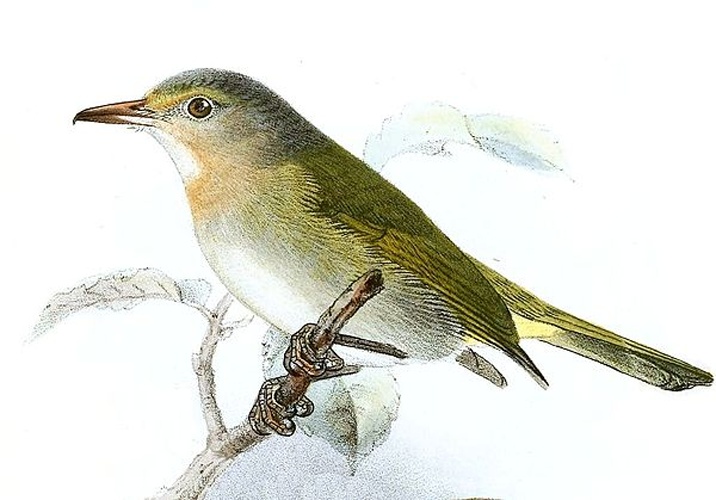 Buff-cheeked Greenlet &copy; <bdi><a href="https://en.wikipedia.org/wiki/en:John_Gerrard_Keulemans" class="extiw" title="w:en:John Gerrard Keulemans">John Gerrard Keulemans</a>
</bdi>