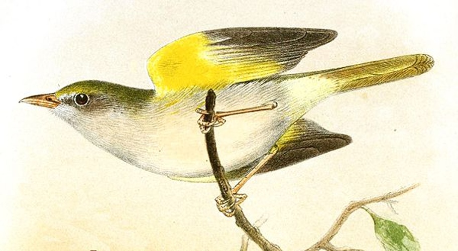 Grey-chested Greenlet &copy; <bdi><a href="https://en.wikipedia.org/wiki/en:Joseph_Smit" class="extiw" title="w:en:Joseph Smit">Joseph Smit</a>
</bdi>