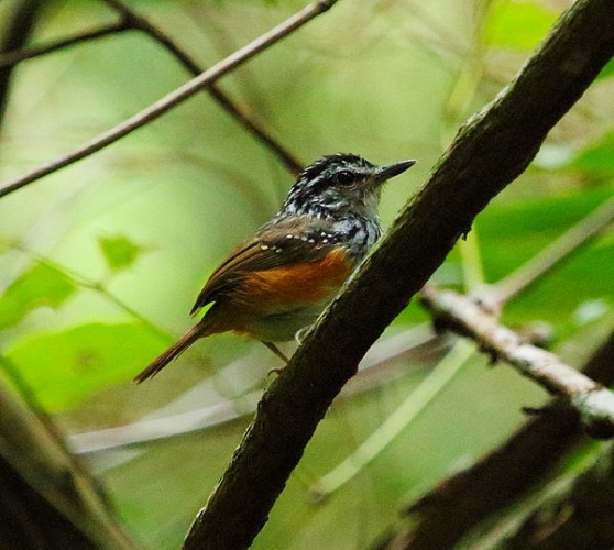 Guianan Warbling Antbird &copy; Feroze Omardeen