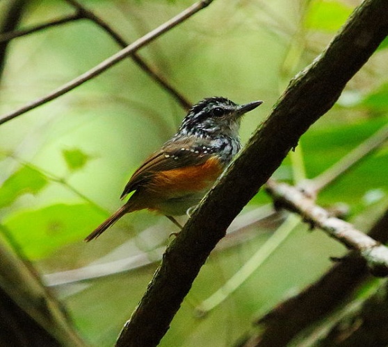Guianan Warbling Antbird © Feroze Omardeen