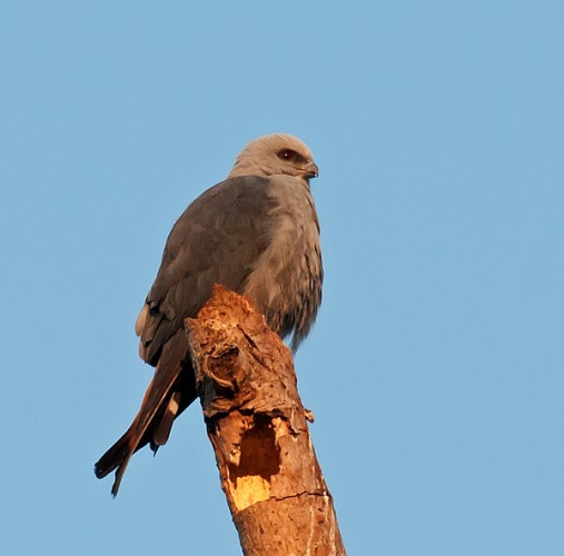 Plumbeous Kite © <a rel="nofollow" class="external text" href="https://www.flickr.com/people/10786455@N00">Dario Sanches</a> from São Paulo, Brazil