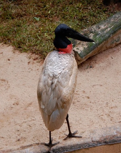 Jabiru mycteria © <a rel="nofollow" class="external text" href="http://picasaweb.google.com/chadbordes">Chad Bordes</a>