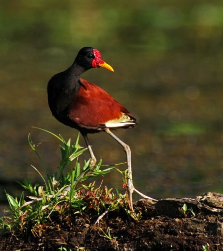 Jacana jacana &copy; <ul>
<li>
<a href="//commons.wikimedia.org/wiki/File:Jacana_jacana_-near_Yarina_Lodge,_Napo_Province,_Ecuador_-adult-8.jpg" title="File:Jacana jacana -near Yarina Lodge, Napo Province, Ecuador -adult-8.jpg">Jacana_jacana_-near_Yarina_Lodge,_Napo_Province,_Ecuador_-adult-8.jpg</a>: <a rel="nofollow" class="external text" href="https://www.flickr.com/photos/11014423@N07">Geoff Gallice</a> from Gainesville</li>
<li>derivative work: <a href="//commons.wikimedia.org/wiki/User:Arjuno3" title="User:Arjuno3">Arjuno3</a> (<a href="//commons.wikimedia.org/wiki/User_talk:Arjuno3" title="User talk:Arjuno3"><span class="signature-talk">talk</span></a>)</li>
</ul>