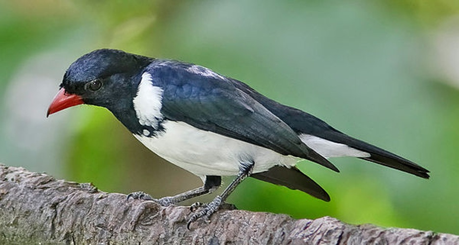 Red-billed Pied Tanager © <a href="//commons.wikimedia.org/wiki/User:Dougjj" title="User:Dougjj">Doug Janson</a>