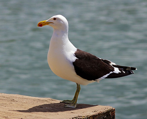 Kelp Gull &copy; <a rel="nofollow" class="external text" href="https://www.flickr.com/people/7997249@N06">hyper7pro</a>
