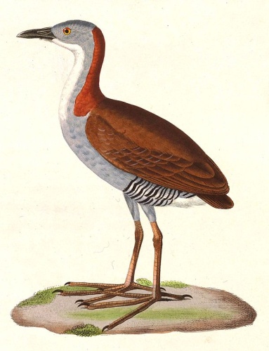 Grey-breasted Crake &copy; <bdi><a href="https://en.wikipedia.org/wiki/en:Nicolas_Huet_the_Younger" class="extiw" title="w:en:Nicolas Huet the Younger">Nicolas Huet</a>
</bdi>
