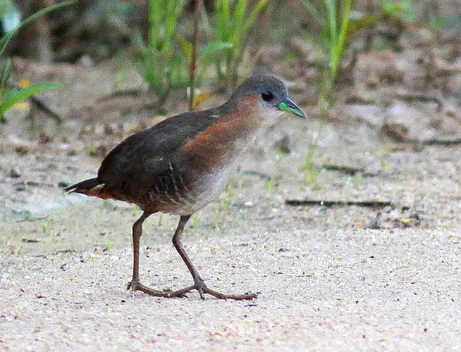 Rufous-sided Crake &copy; <ul>
<li>
<a href="//commons.wikimedia.org/wiki/File:Rufous-sided_Crake_(Laterallus_melanophaius).jpg" title="File:Rufous-sided Crake (Laterallus melanophaius).jpg">Rufous-sided_Crake_(Laterallus_melanophaius).jpg</a>: <a href="//commons.wikimedia.org/w/index.php?title=User:Rick_elis.simpson&amp;action=edit&amp;redlink=1" class="new" title="User:Rick elis.simpson (page does not exist)">Rick elis.simpson</a>
</li>
<li>derivative work: <a href="//commons.wikimedia.org/wiki/User:Amada44" title="User:Amada44">Amada44</a>
</li>
</ul>