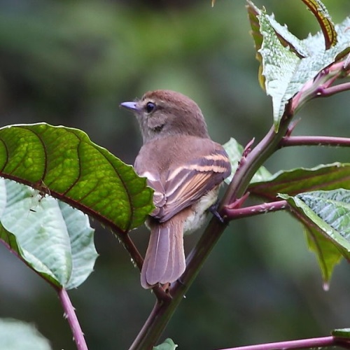 Euler's Flycatcher &copy; <a href="//commons.wikimedia.org/wiki/User:Hector_Bottai" title="User:Hector Bottai">Hector Bottai</a>
