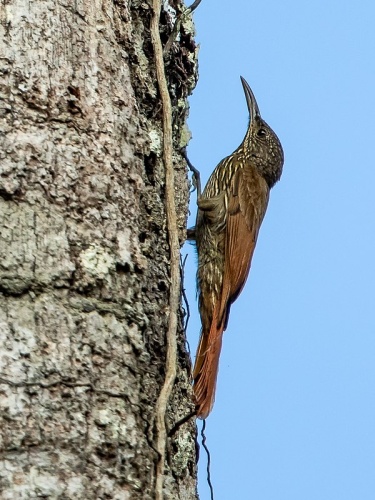 Lineated Woodcreeper &copy; <a href="//commons.wikimedia.org/wiki/User:Hector_Bottai" title="User:Hector Bottai">Hector Bottai</a>