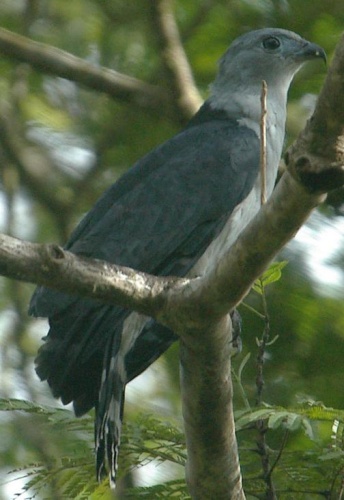 Gray-headed Kite &copy; Vic Burolla