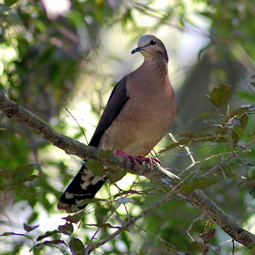 Grey-fronted Dove &copy; <ul>
<li>derivative work: <a href="//commons.wikimedia.org/wiki/User:Snowmanradio" title="User:Snowmanradio">Snowmanradio</a> (<a href="//commons.wikimedia.org/wiki/User_talk:Snowmanradio" title="User talk:Snowmanradio"><span class="signature-talk">talk</span></a>)</li>
<li>
<a href="//commons.wikimedia.org/wiki/File:Leptotila_rufaxilla_-in_tree-8.jpg" title="File:Leptotila rufaxilla -in tree-8.jpg">Leptotila_rufaxilla_-in_tree-8.jpg</a>: <a rel="nofollow" class="external text" href="https://www.flickr.com/photos/10786455@N00">Dario Sanches</a>
</li>
</ul>