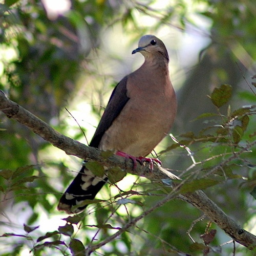 Grey-fronted Dove © <ul>
<li>derivative work: <a href="//commons.wikimedia.org/wiki/User:Snowmanradio" title="User:Snowmanradio">Snowmanradio</a> (<a href="//commons.wikimedia.org/wiki/User_talk:Snowmanradio" title="User talk:Snowmanradio"><span class="signature-talk">talk</span></a>)</li>
<li>
<a href="//commons.wikimedia.org/wiki/File:Leptotila_rufaxilla_-in_tree-8.jpg" title="File:Leptotila rufaxilla -in tree-8.jpg">Leptotila_rufaxilla_-in_tree-8.jpg</a>: <a rel="nofollow" class="external text" href="https://www.flickr.com/photos/10786455@N00">Dario Sanches</a>
</li>
</ul>