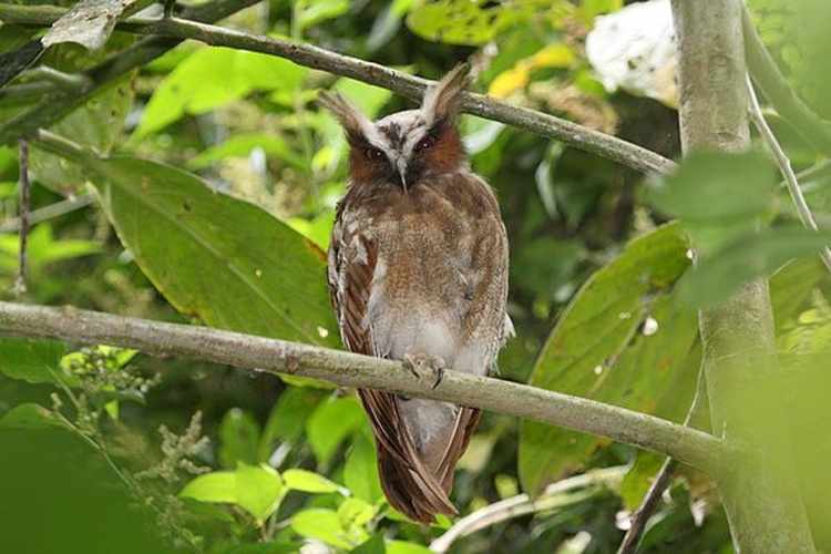 Crested Owl © <a rel="nofollow" class="external text" href="https://www.flickr.com/people/9765210@N03">Dominic Sherony</a>