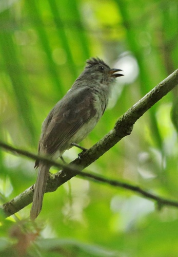 Helmeted Pygmy Tyrant &copy; <a rel="nofollow" class="external text" href="https://www.flickr.com/people/75735834@N06">Feroze Omardeen</a>