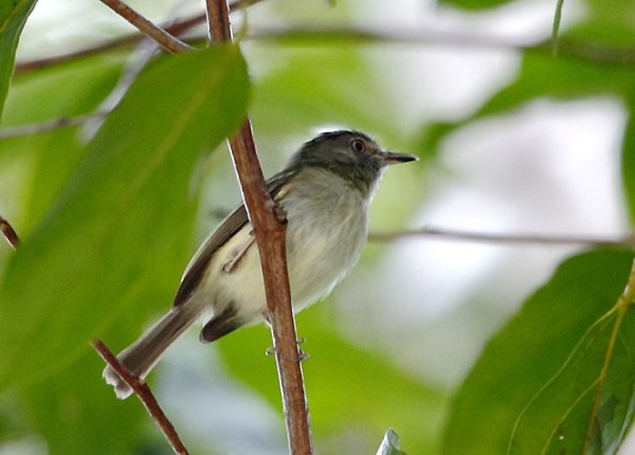 Double-banded Pygmy Tyrant © <a href="//commons.wikimedia.org/wiki/User:Hector_Bottai" title="User:Hector Bottai">Hector Bottai</a>