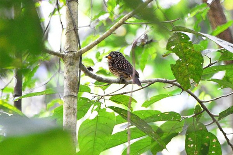 White-chested Puffbird © Don Faulkner