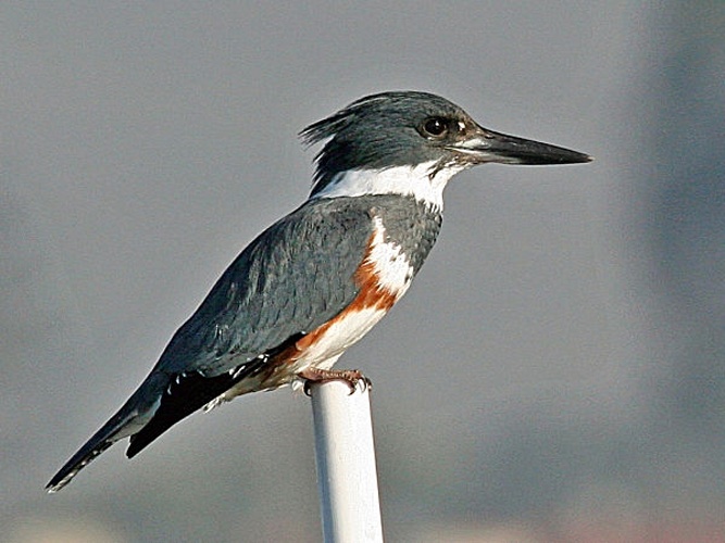 Belted Kingfisher &copy; <a rel="nofollow" class="external text" href="https://www.flickr.com/photos/mikebaird/324182368/">mikebaird</a>