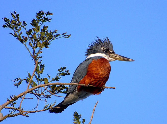 Ringed kingfisher &copy; <a rel="nofollow" class="external text" href="https://www.flickr.com/photos/10786455@N00">Dario Sanches</a>