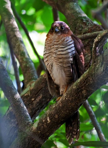 Barred Forest Falcon © <a rel="nofollow" class="external text" href="https://www.flickr.com/people/10786455@N00">Dario Sanches</a>