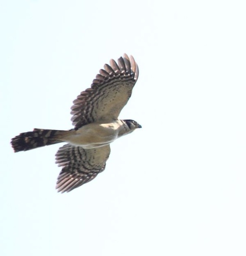 Collared Forest Falcon &copy; <a rel="nofollow" class="external text" href="https://www.flickr.com/people/9765210@N03">Dominic Sherony</a>