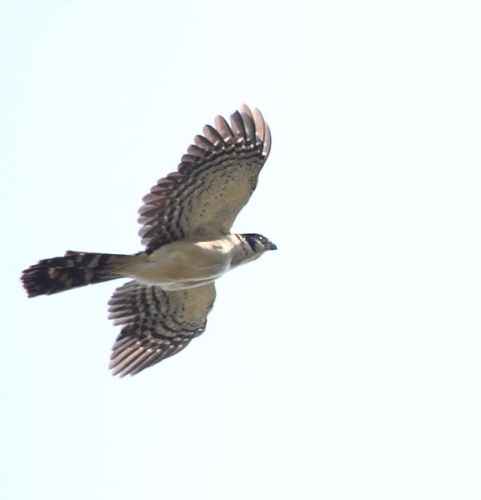 Collared Forest Falcon © <a rel="nofollow" class="external text" href="https://www.flickr.com/people/9765210@N03">Dominic Sherony</a>