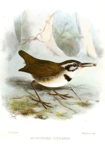 Collared Gnatwren &copy; <bdi><a href="https://en.wikipedia.org/wiki/en:Joseph_Smit" class="extiw" title="w:en:Joseph Smit">Joseph Smit</a>
</bdi>
