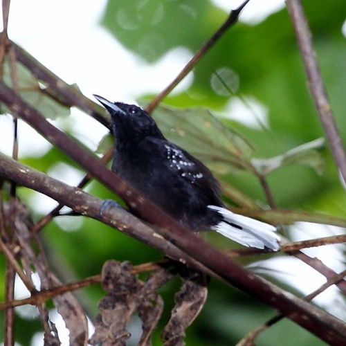 Dot-winged Antwren &copy; <a href="//commons.wikimedia.org/wiki/User:Hector_Bottai" title="User:Hector Bottai">Hector Bottai</a>