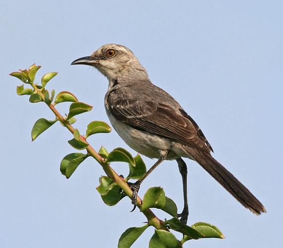 Tropical Mockingbird &copy; <a href="//commons.wikimedia.org/wiki/User:Tomfriedel" title="User:Tomfriedel">http://www.birdphotos.com</a>