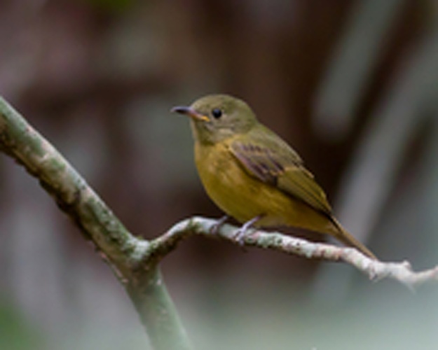 Ochre-bellied Flycatcher &copy; <a href="//commons.wikimedia.org/wiki/User:Ziemyk" title="User:Ziemyk">Ziemyk</a>