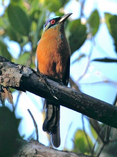 Blue-crowned Motmot &copy; <a href="//commons.wikimedia.org/wiki/User:Hector_Bottai" title="User:Hector Bottai">Hector Bottai</a>