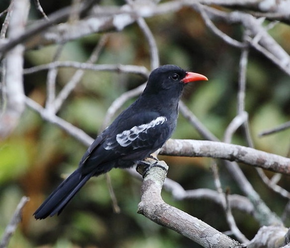Black Nunbird © <a href="//commons.wikimedia.org/wiki/User:Hector_Bottai" title="User:Hector Bottai">Hector Bottai</a>