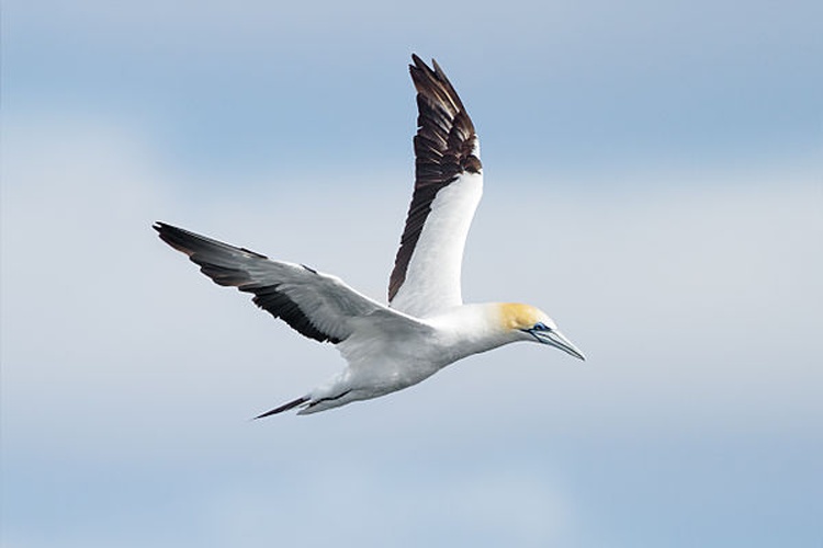 Australasian Gannet © <a href="//commons.wikimedia.org/wiki/User:JJ_Harrison" title="User:JJ Harrison">JJ Harrison</a> (<a rel="nofollow" class="external free" href="https://www.jjharrison.com.au/">https://www.jjharrison.com.au/</a>)