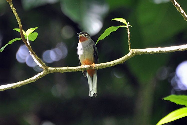 Rufous-throated Solitaire &copy; <a href="//www.flickr.com/people/50763319@N04" class="extiw" title="flickruser:50763319@N04">Don Faulkner</a>