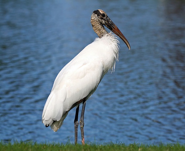 wood stork © <a href="https://en.wikipedia.org/wiki/User:Googie_man" class="extiw" title="en:User:Googie man">Googie man</a> (<a href="https://en.wikipedia.org/wiki/User_talk:Googie_man" class="extiw" title="en:User talk:Googie man">talk</a>)