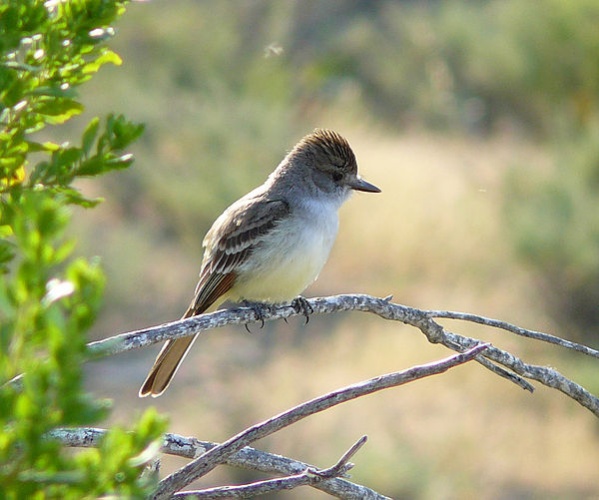 Ash-throated Flycatcher &copy; <a rel="nofollow" class="external text" href="https://www.flickr.com/photos/docentjoyce/">docentjoyce on Flickr</a>