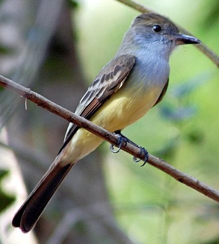 Short-crested Flycatcher &copy; Dario Sanches