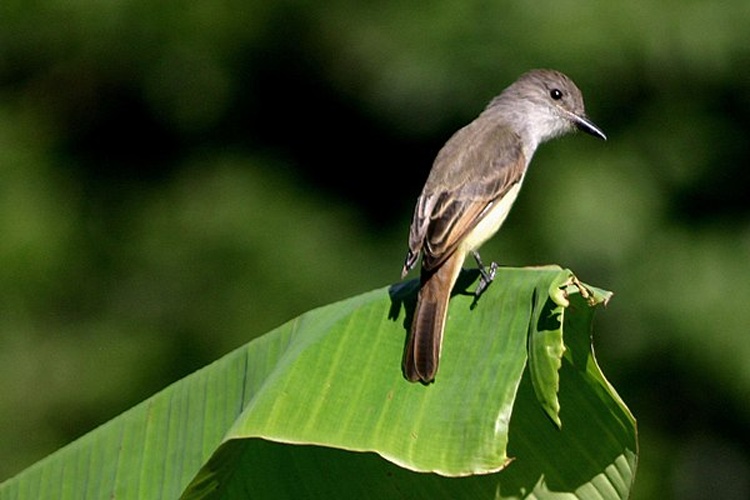 Lesser Antillean Flycatcher &copy; <bdi>Charles J Sharp
</bdi>